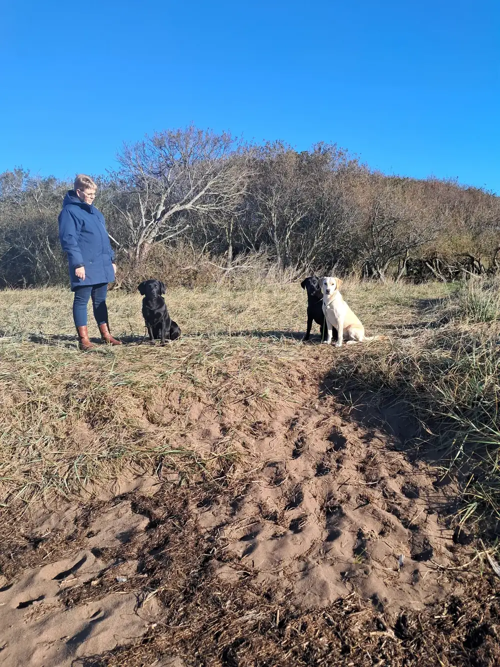 Tre af kennelens Labradorer på tur i marken — billede 2 af 2
