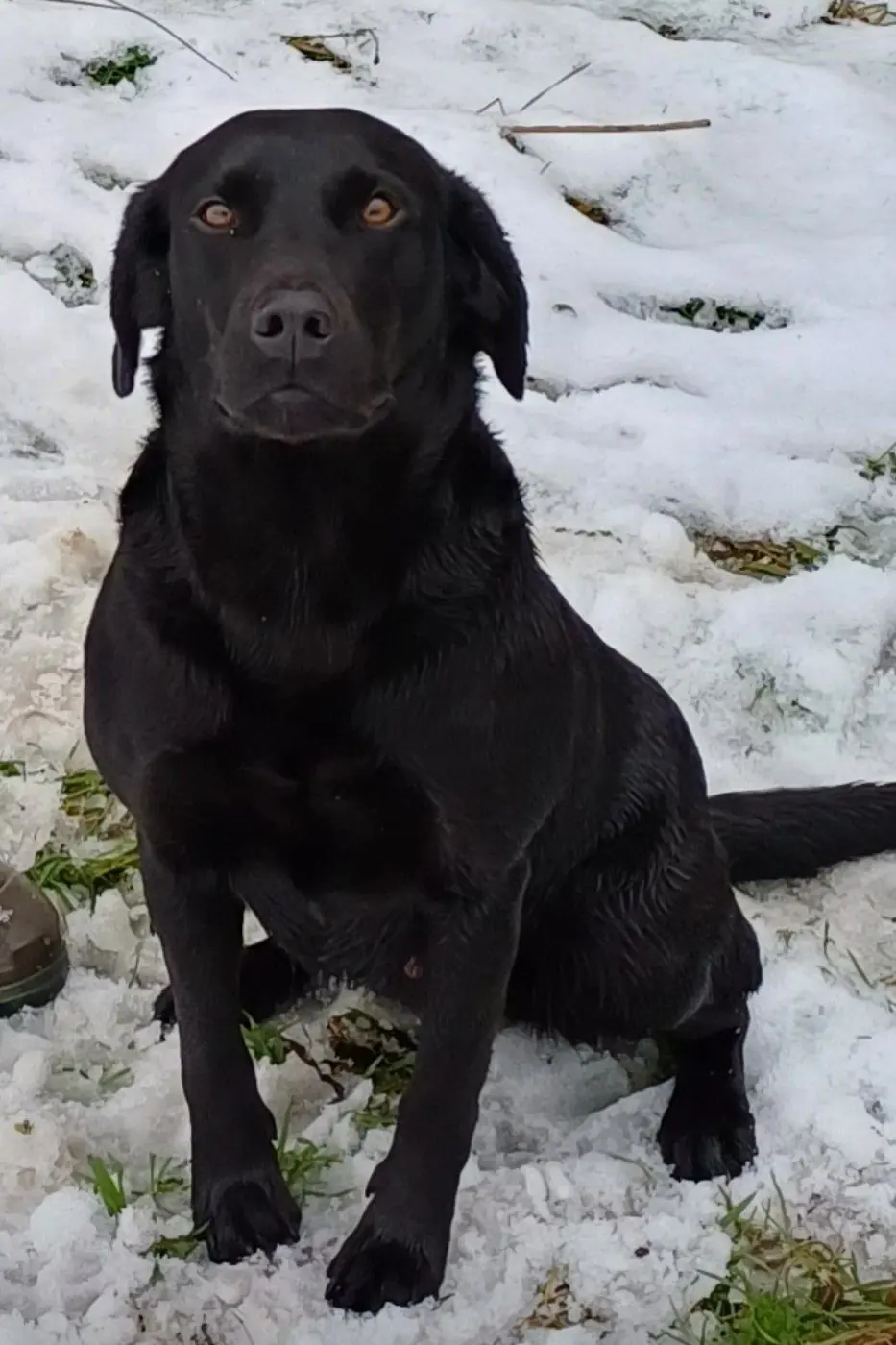 Grønbjergs Coco, tæve hos Kennel Grønbjerg