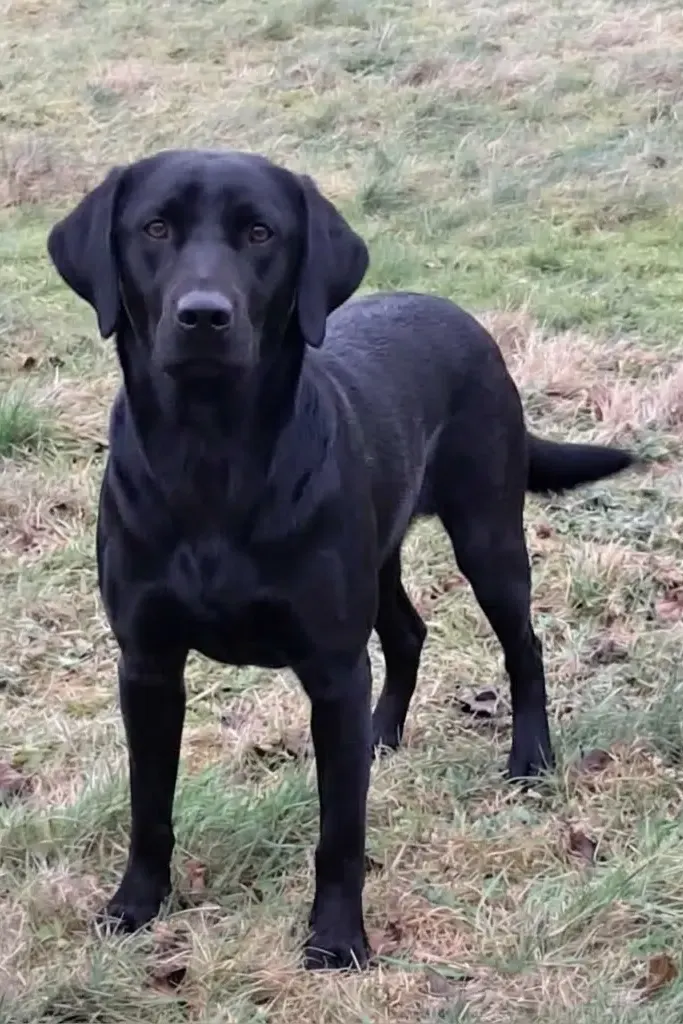 Grønbjergs Bianca, tæve hos Kennel Grønbjerg
